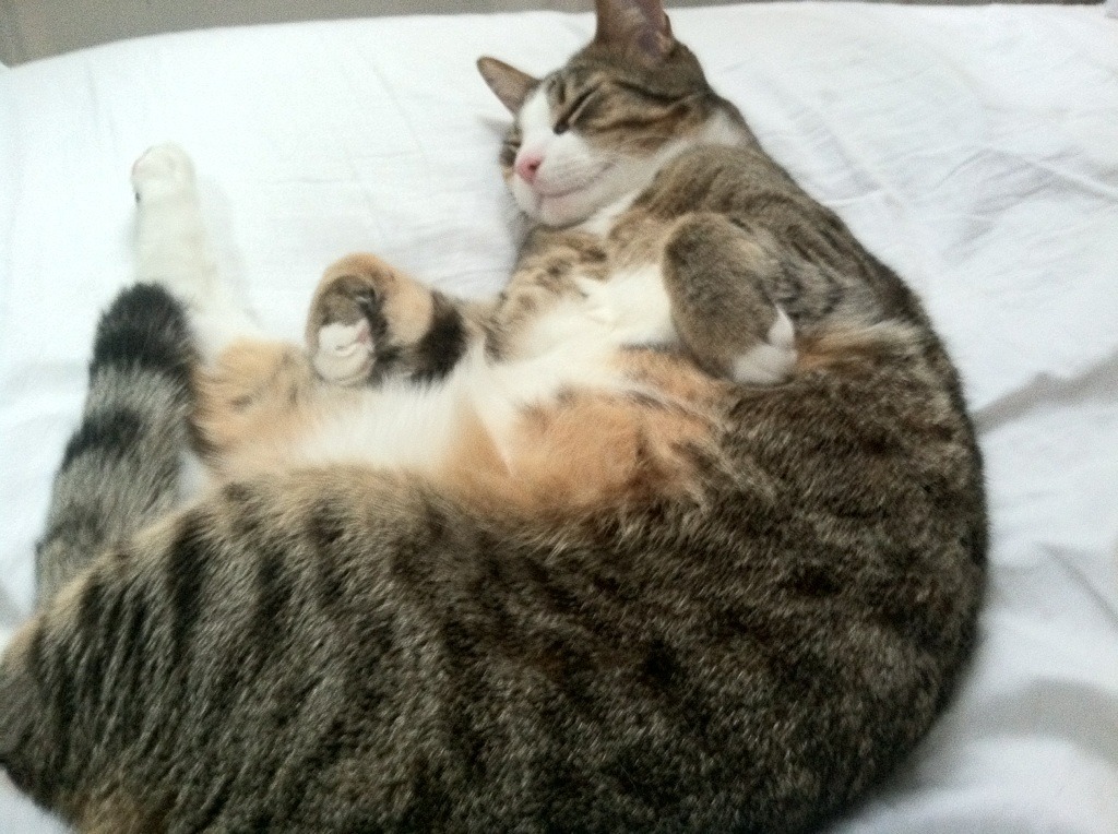 历史题材体育表演，文化时空中的运动魅力，历史体育轶闻趣事